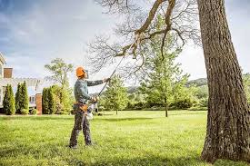 Best Tree Planting  in Morehead, KY