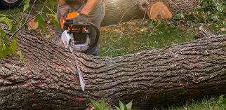 Best Utility Line Clearance  in Morehead, KY