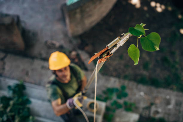 How Our Tree Care Process Works  in  Morehead, KY