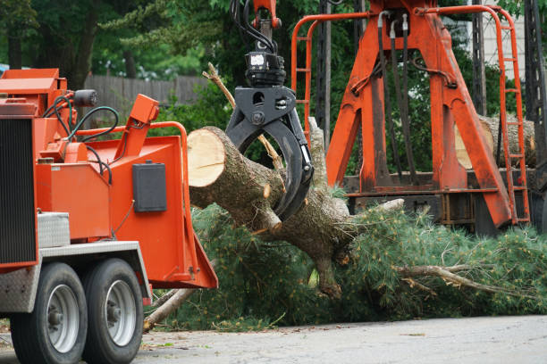 Leaf Removal in Morehead, KY