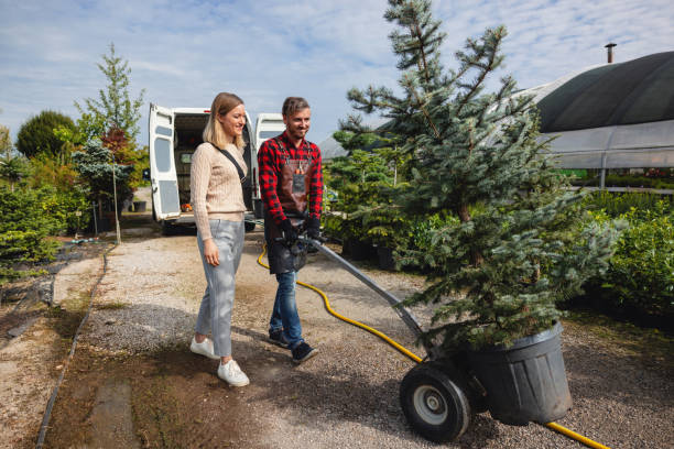 Best Tree Removal  in Morehead, KY
